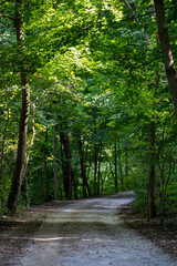 Footpath in a dense forest on a sunny day.