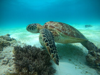 Obraz premium turtle