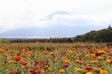 百日草と富士山
