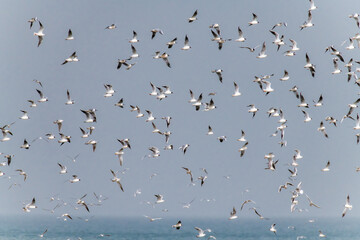 Birds fly at Beidaihe Wetland in Qinhuangdao city, Hebei province, China.