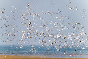 Birds fly at Beidaihe Wetland in Qinhuangdao city, Hebei province, China.
