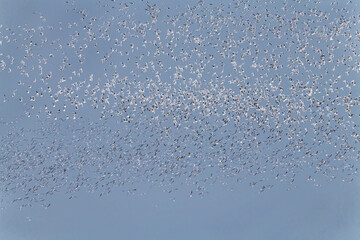 Birds fly at Beidaihe Wetland in Qinhuangdao city, Hebei province, China.