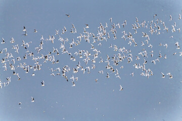 Birds fly at Beidaihe Wetland in Qinhuangdao city, Hebei province, China.
