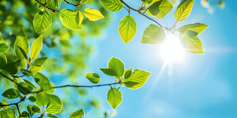 Sunlight Through Leaves