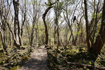 early spring forest and crow