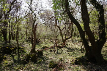 mossy rocks and bare old trees in spring forest