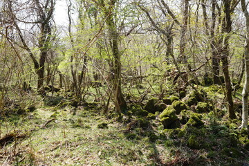 Obraz premium mossy rocks and bare old trees in spring forest