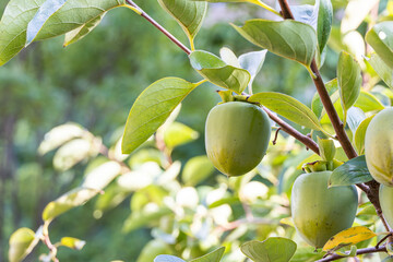 Early fall, unripe green persimmon fruit. warm sunshine