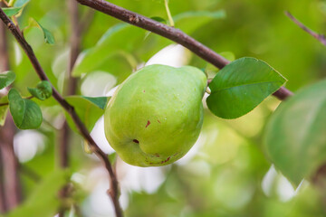 Early fall, unripe green quince fruit. Pseudocydonia sinensis - close up 