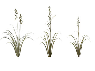 Prairie Cordgrass grass isolated on transparant background