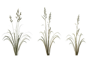 Fototapeta premium Prairie Cordgrass grass isolated on transparant background