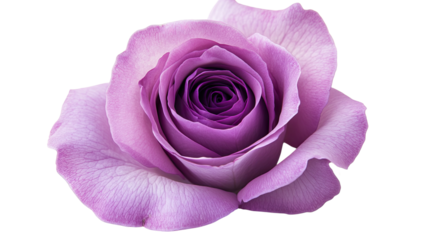 Rose on a transparent background