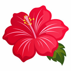 Hibiscus flower vector, tropical hibiscus flower, vector illustration