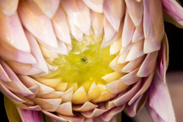 Full frame close up artsy, pale, pink dahlia flower almost in bloom, opening around a yellow center with selective focus.