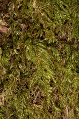 Close up of Short-beaked Wood-moss background used for ground cover in the Quinault Rainforest