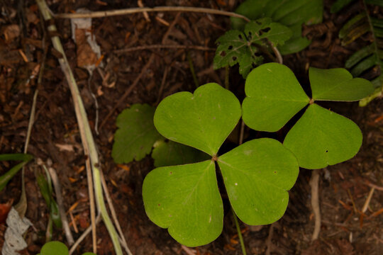 close up of a Wood-sorrel, false shamrock, from Quinault Rainforest. This Oxalis is also known as sourgrass, and just like the three leaf clover also symbolizes good luck. 