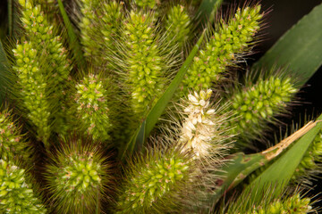 close up of foxtail grass seed head with yellow or purple bristles. This aggressive plant is self seeding and has a very bristly and spiny texture. 