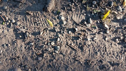 Dirt path with footprints, rocks, leaves