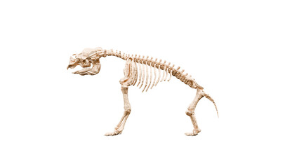 3D render Illustration of a  skeleton of Diprotodon on a transparent background © Nawaphon