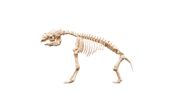 3D render Illustration of a  skeleton of Diprotodon on a transparent background