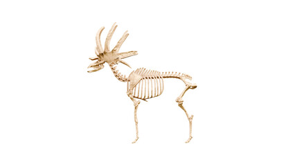 3D render Illustration of a  skeleton of Megaloceros on a transparent background