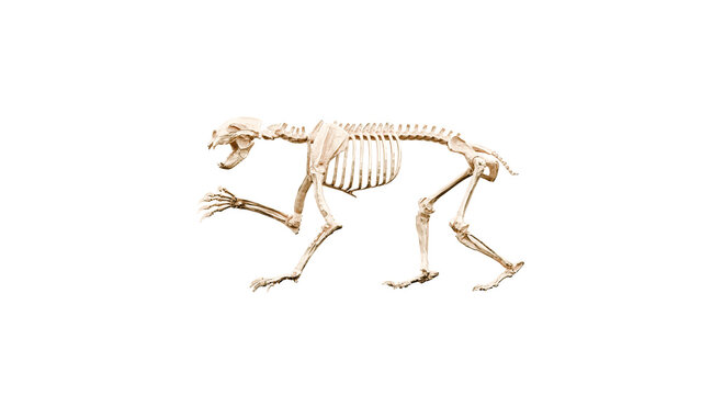 3D render Illustration of a a skeleton of Short Faced Bear on a transparent background