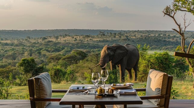 Fototapeta Elephant Encounter at Sunset.