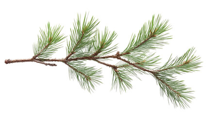 pine branch on a transparent background