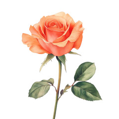 Beautiful orange rose flower on a delicate stem, perfect for enhancing any design or as a symbol of love and admiration.