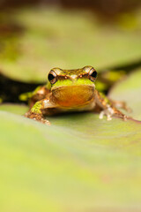 The wallum sedge frog, also known as the Olongburra frog or the sharp-snouted reed frog, is a species of frog that is endemic to Australia. Scientific name is Litoria olongburensis.