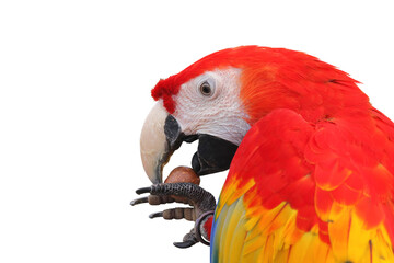 Macaw parrot is enjoying eating Macadamia isolated on transparent background png file