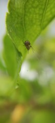 spider under leaf