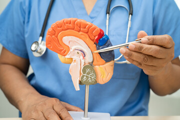 Alzheimer disease, Asian doctor holding brain anatomy model for study diagnosis and treatment in...