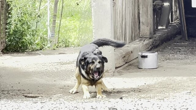 dog is nervous and belts on the leash
