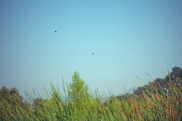 Peaceful Nature Scene with Tall Grasses and Birds in Flight Under a Clear Blue Sky