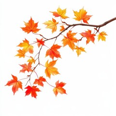 Photo of a maple tree branch with vibrant autumn leaves, floating in mid-air, no shadow, on isolated white background