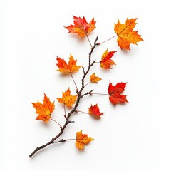 Fototapeta premium Photo of a maple tree branch with vibrant autumn leaves, floating in mid-air, no shadow, on isolated white background