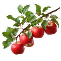 Photo of an apple tree branch with ripening apples and green leaves, floating in mid-air, no shadow, on isolated white background