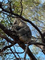 Cuddling Koalas 