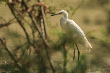 great white heron behind branches