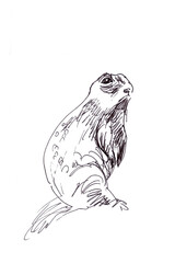 Marmot, prairie dog, graphic black and white drawing