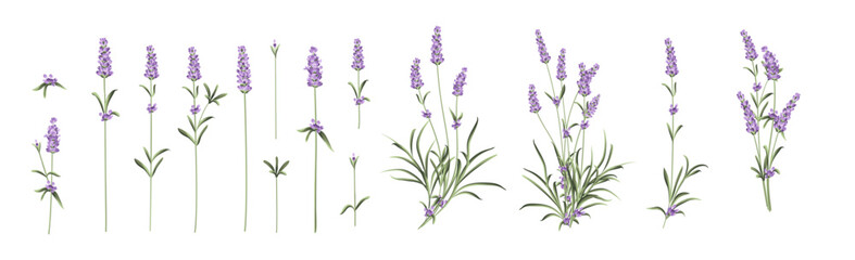 Naklejka premium Set of lavender flowers elements. Collection of lavender flowers on a white background. Vector illustration bundle.