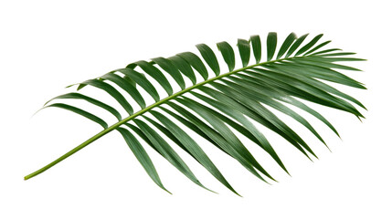 Fototapeta premium palm leaf on a transparent background