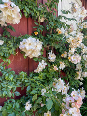 flowers in the garden