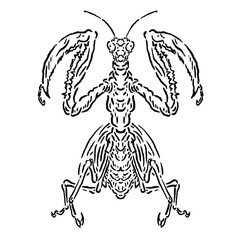 vector sketch illustration of a cool praying mantis insect