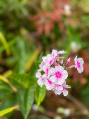 Obraz premium pink and white flowers