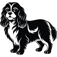 Fototapeta premium cute cavalier king charles spaniel dog