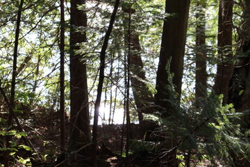 Woods in a green forest. Preservation of the nature and parks. A forest beside a lake with ray of sun between the trees.