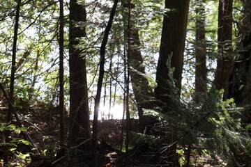 A forest beside a lake with sunshine. Summer background and reflection of a lake. Water and trees. Nature in summer calendar. Environment and preservation of the nature.