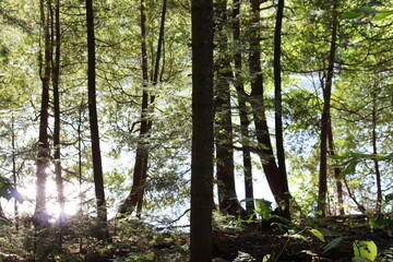 Woods in a green forest. Preservation of the nature and parks. A forest beside a lake with ray of sun between the trees.
